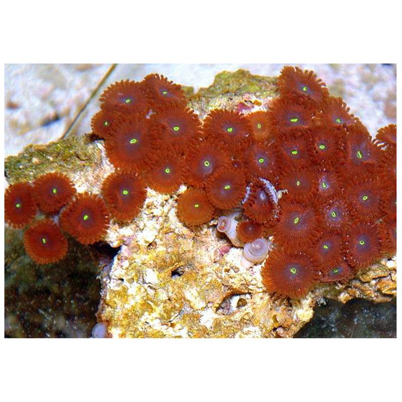 Corali Zoanthus sp. Red - imagine 5